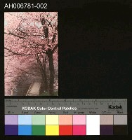 藏品(日治阿里山吉野櫻明信片)的圖片